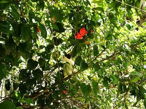 Cisca e o pé de hibiscos