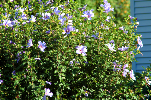 Blue Rose Plant