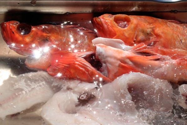 [fishfromstylebytes.jpg]