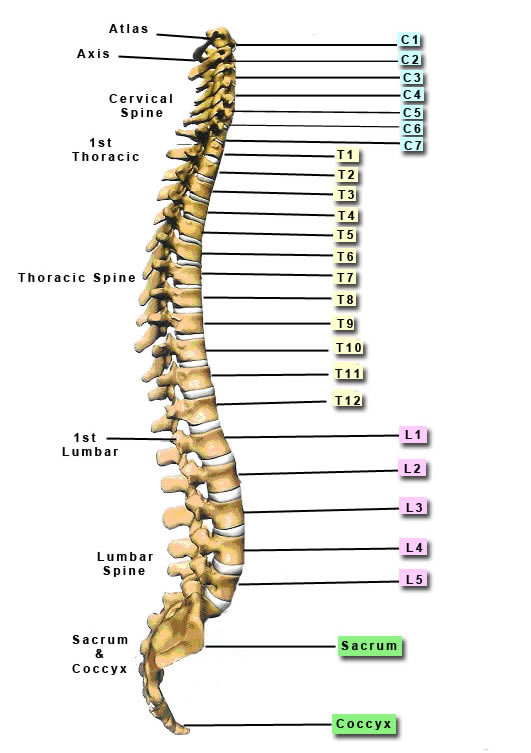 T1 Spine