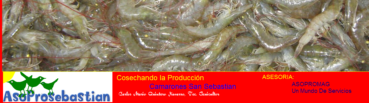 Tecnicas de Cultivo de Camaron