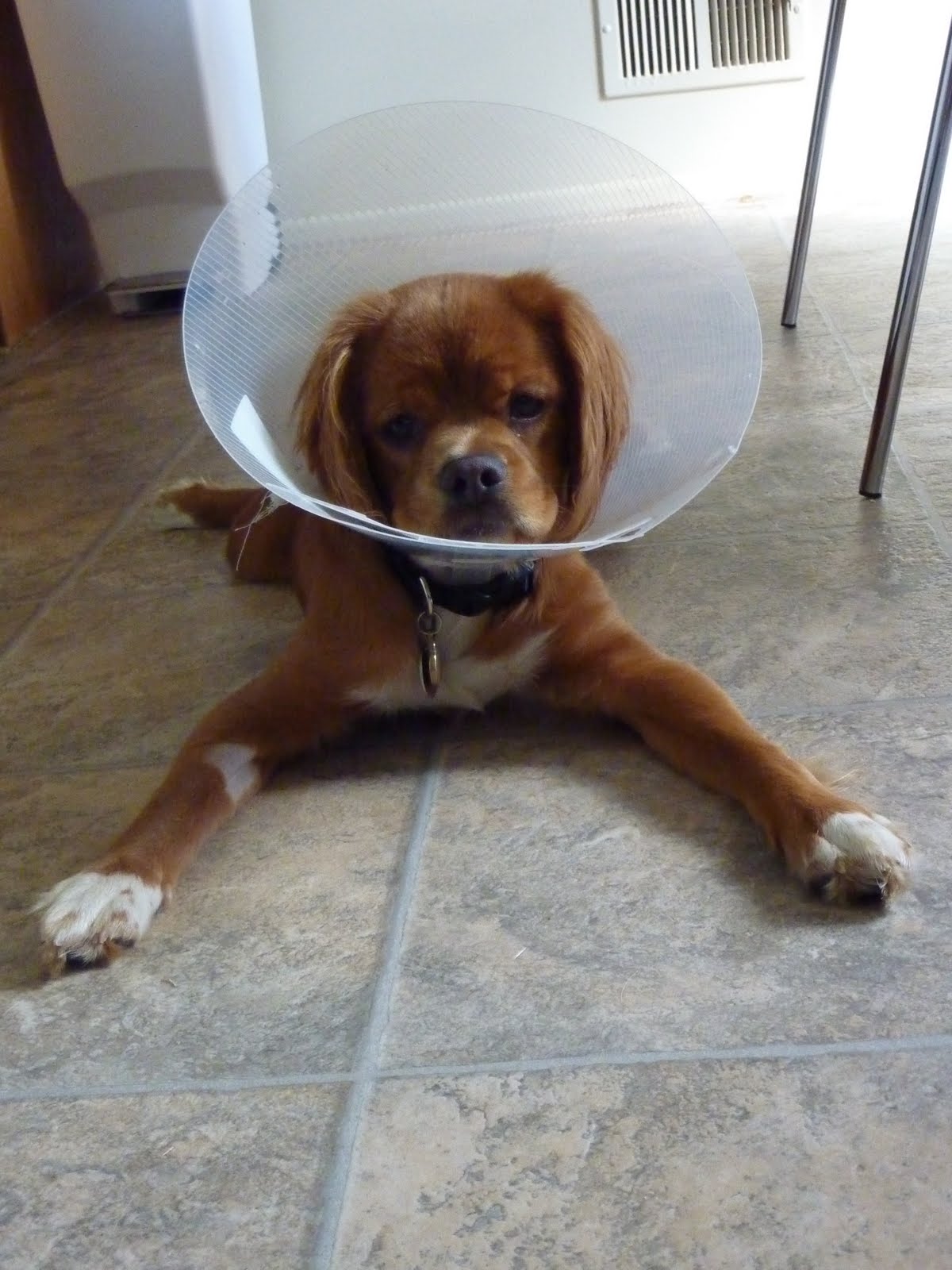 Turtle the Puggle Conehead