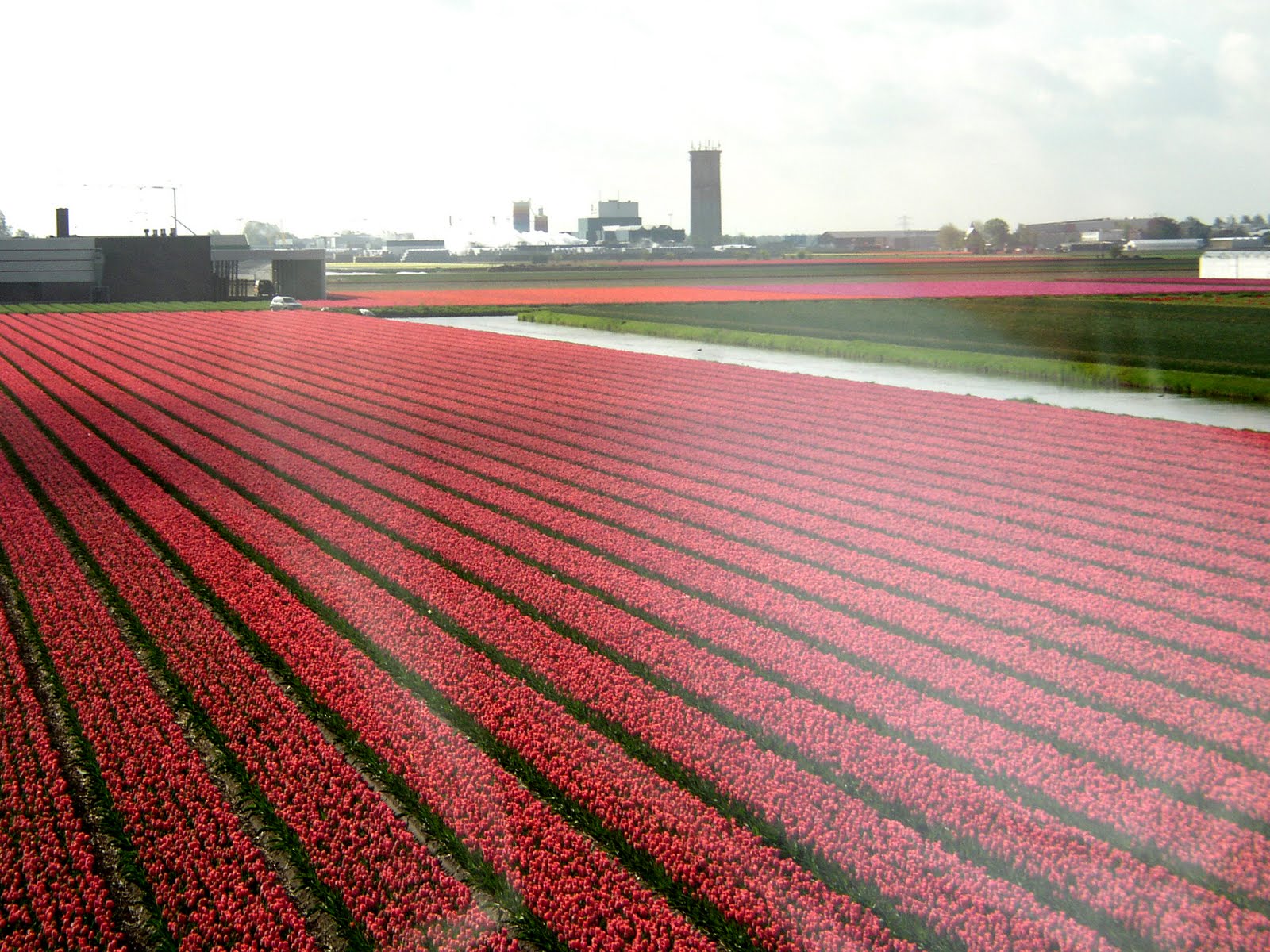 Mapa - Los Campos de Tulipanes de Holanda [Dutch tulip fields