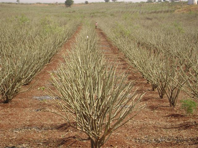 [1st_&_2nd_bit_plantation_-_Dec'07.jpg]