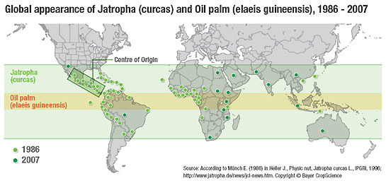 [Jatropha+Curcas.jpg]