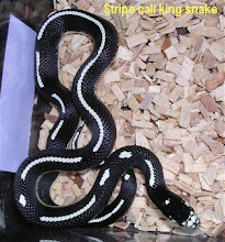 Pin Striped King Snake