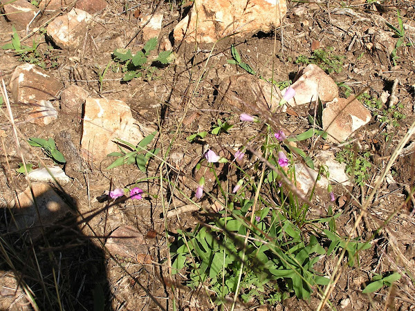 Oxalis. A native that grows from a small bulb (Thanks Doug)
