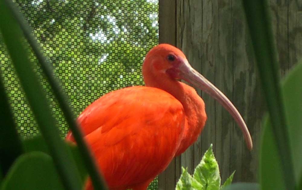 The Scarlet Ibis IMS Acworth ESL