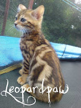 Leopardpaw of LakeClan