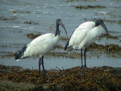 IBIS