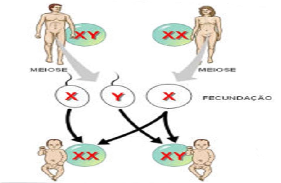 Professor Rodrigo Utrera Pleiotropia, interação gênica cromossomos sexuais