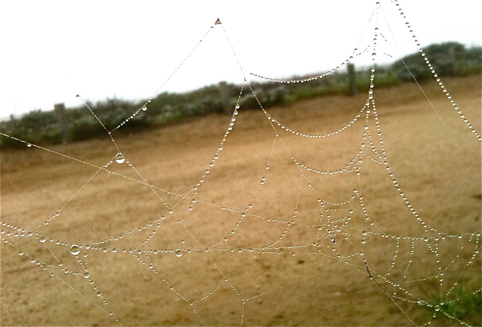 [spider_web.JPG]