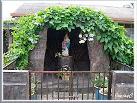 Grotto of Blessed Virgin Mary adorned by the lovely vine, Thunbergia laurifolia