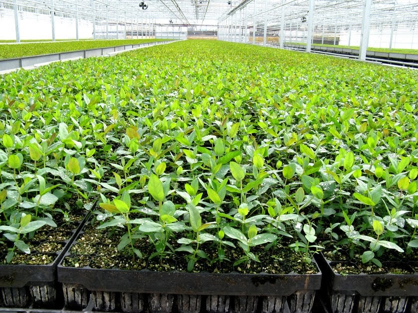 forestry Forest Nursery