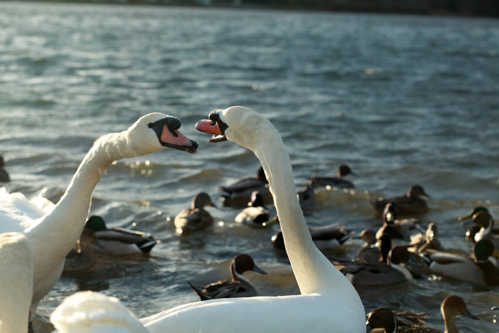 [talking+swans.jpg]