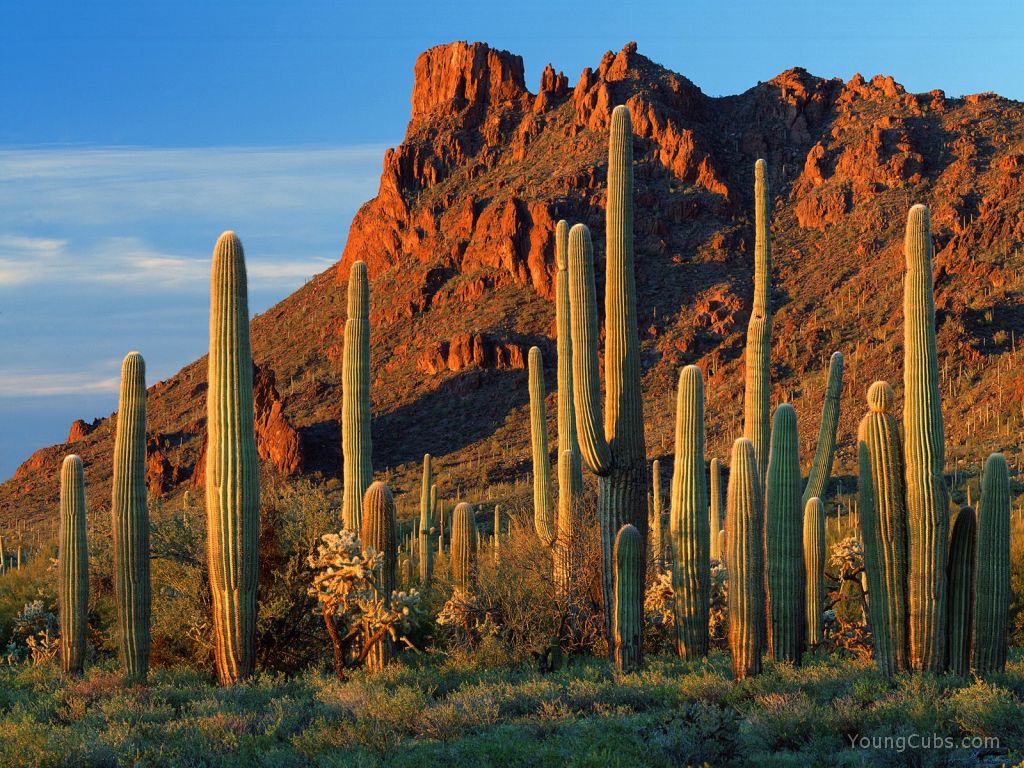 Southwest Desert