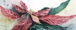 Poinsettia