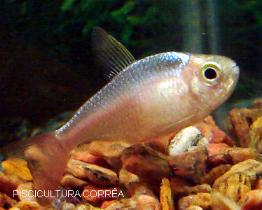 Peixe Tetra Colombiano