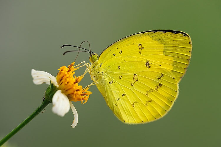 Butterflies of Singapore The Grass Yellows of Singapore (Part 2)