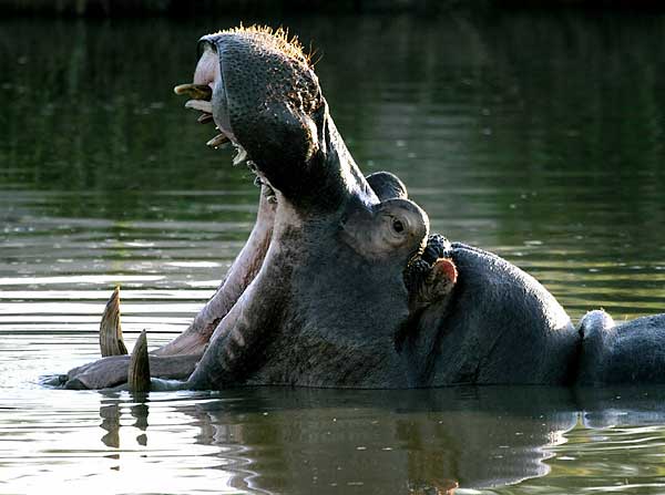 Natura HIPPO 2005