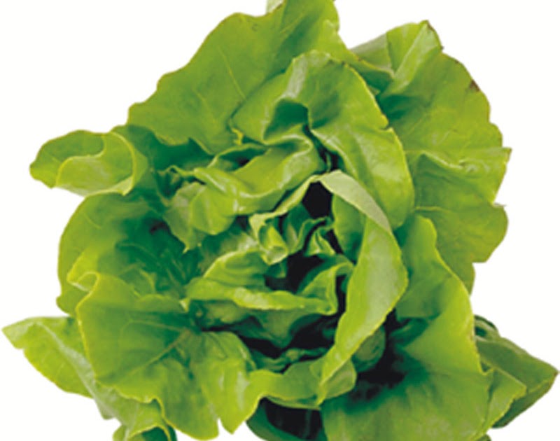 Homemade Mask Homemade Facial Masks for NORMAL SKIN Lettuce & Olive Oil