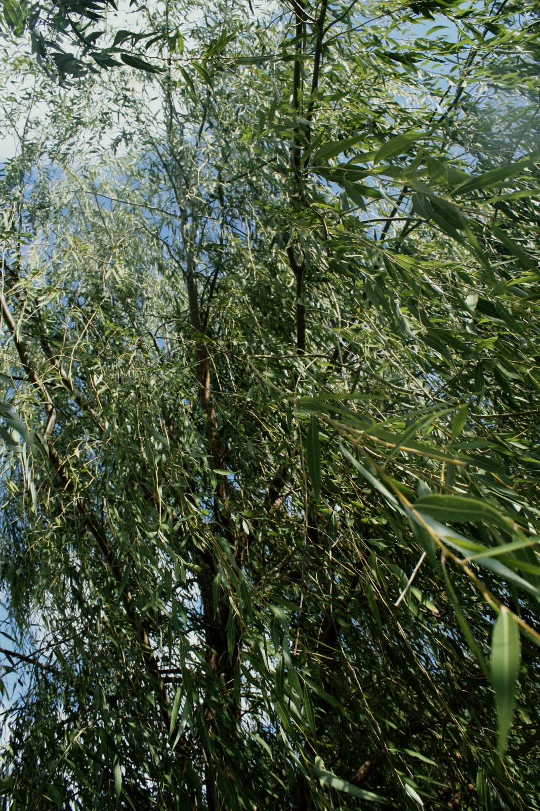 How The Sun Rose Simple Pleasures Weeping Willow in the Wind