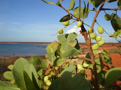 Gubinge Tree