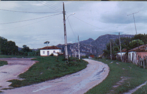 Milho Verde depois de uma boa chuva...