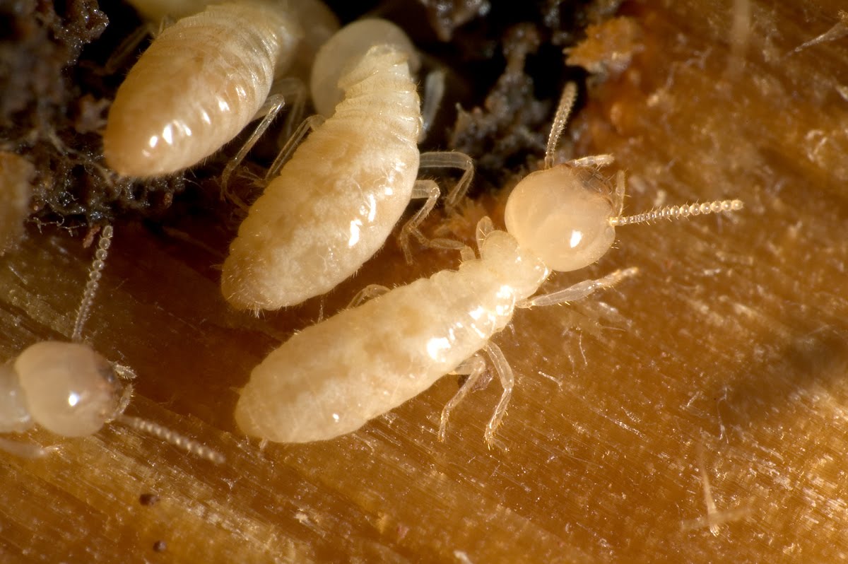 Wood Eating Termites Pictures