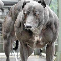 muscle%20dog.jpg