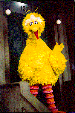 Big Bird Big Bird