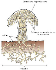 Estrutura dos fungos