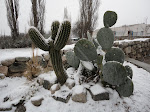 Snowy Cacti