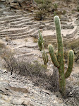 Quilmes Cactus