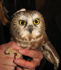 N. Saw-Whet Owl