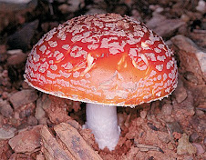 Hongo (reino fungi)