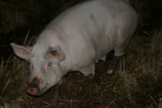 pig at night