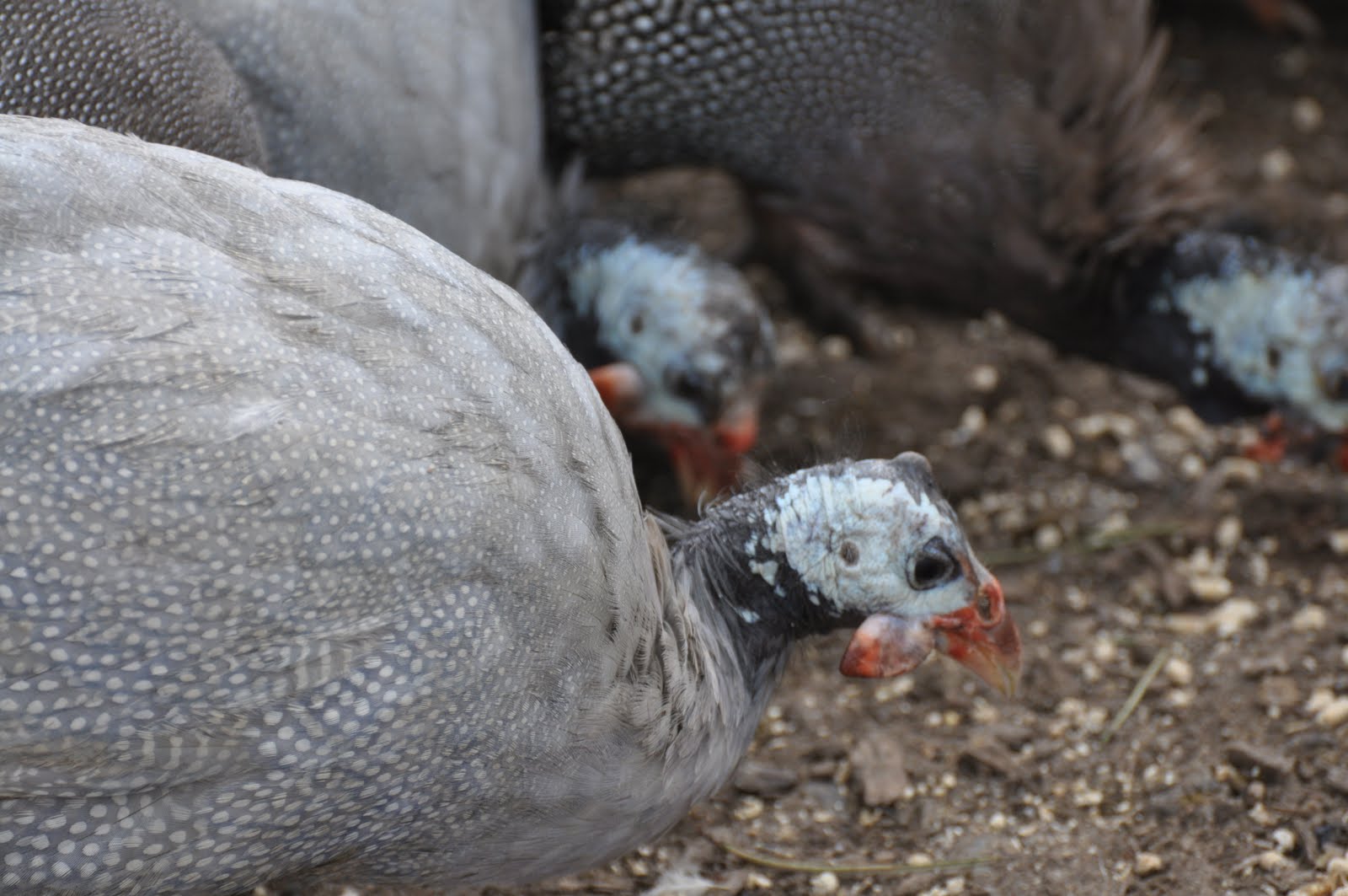 meat Eagles, hawks and poultry Guinea fowl