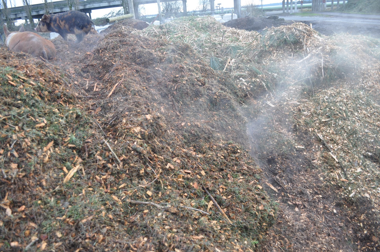 meat Bedding pigs what I do