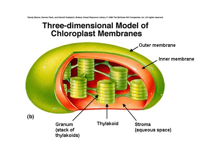 a animal cell labeled with animal cell structure labeled. a animal cell labeled with