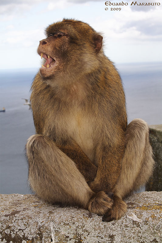 [Macaca-sylvanus7_web.jpg]