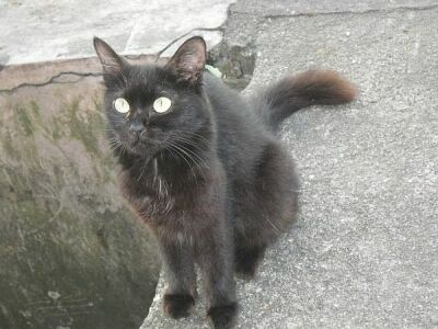 kucing hitam yang bermata bulat