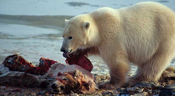 symbiotic relationships