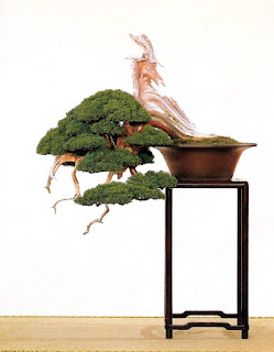 Cascade Juniper