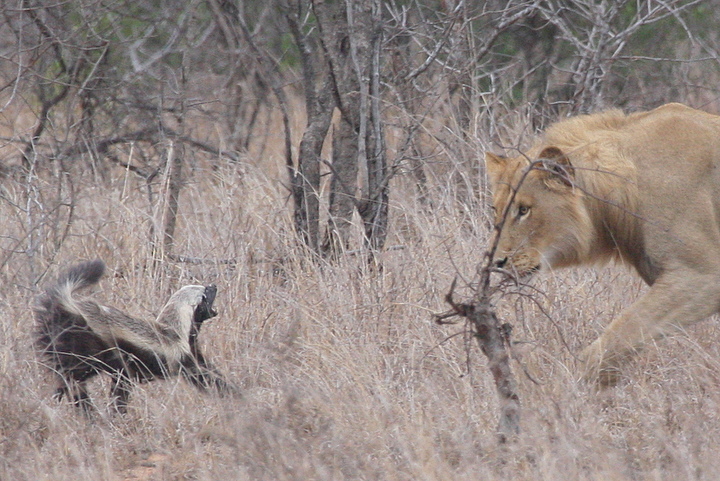 honey badger. honey badger fighting.