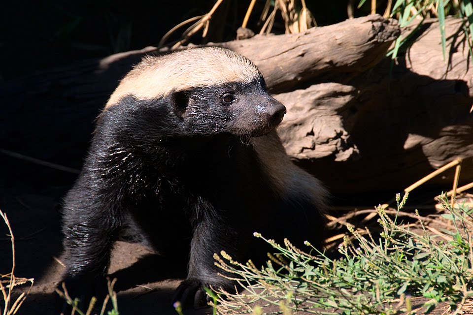 honey badger vs crocodile. honey badger vs crocodile.