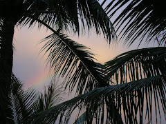 Rainbow through the palms