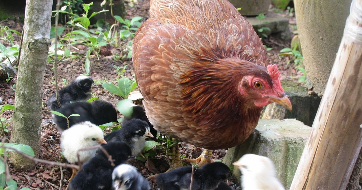 Cinta View Finder Ayam