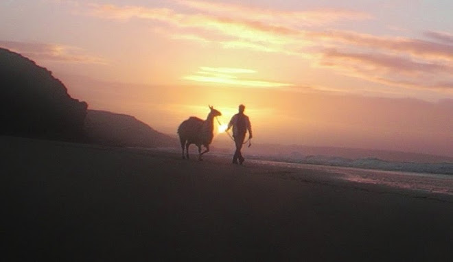 Walking with Llamas is a real treat