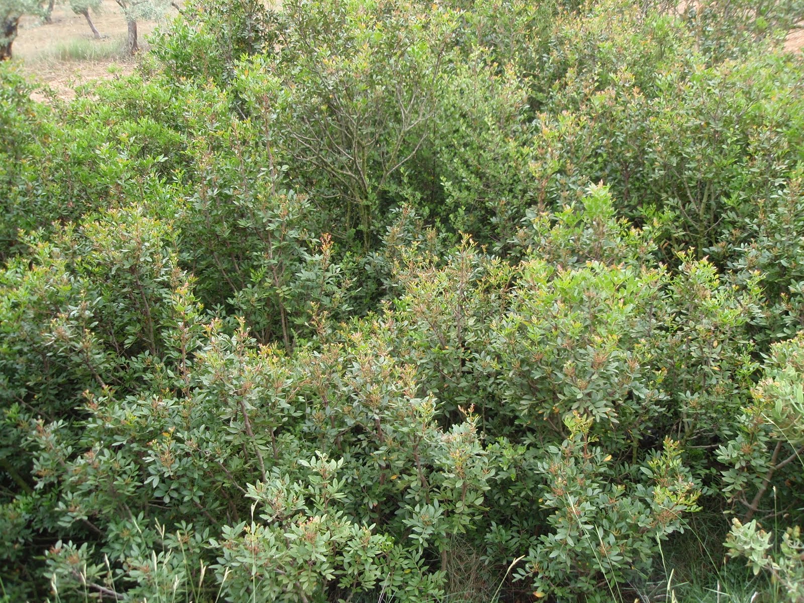 Pistacia Lentiscus